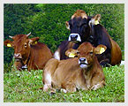 Emmeneggers Naturabeef K�he
